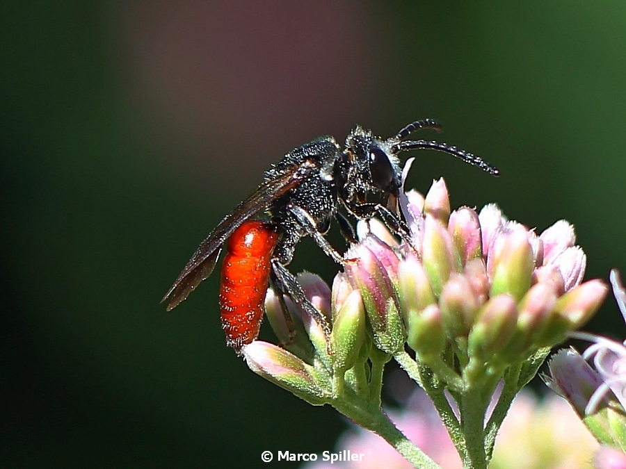 Maschio di Sphecodes sp., Apidae Halictinae
